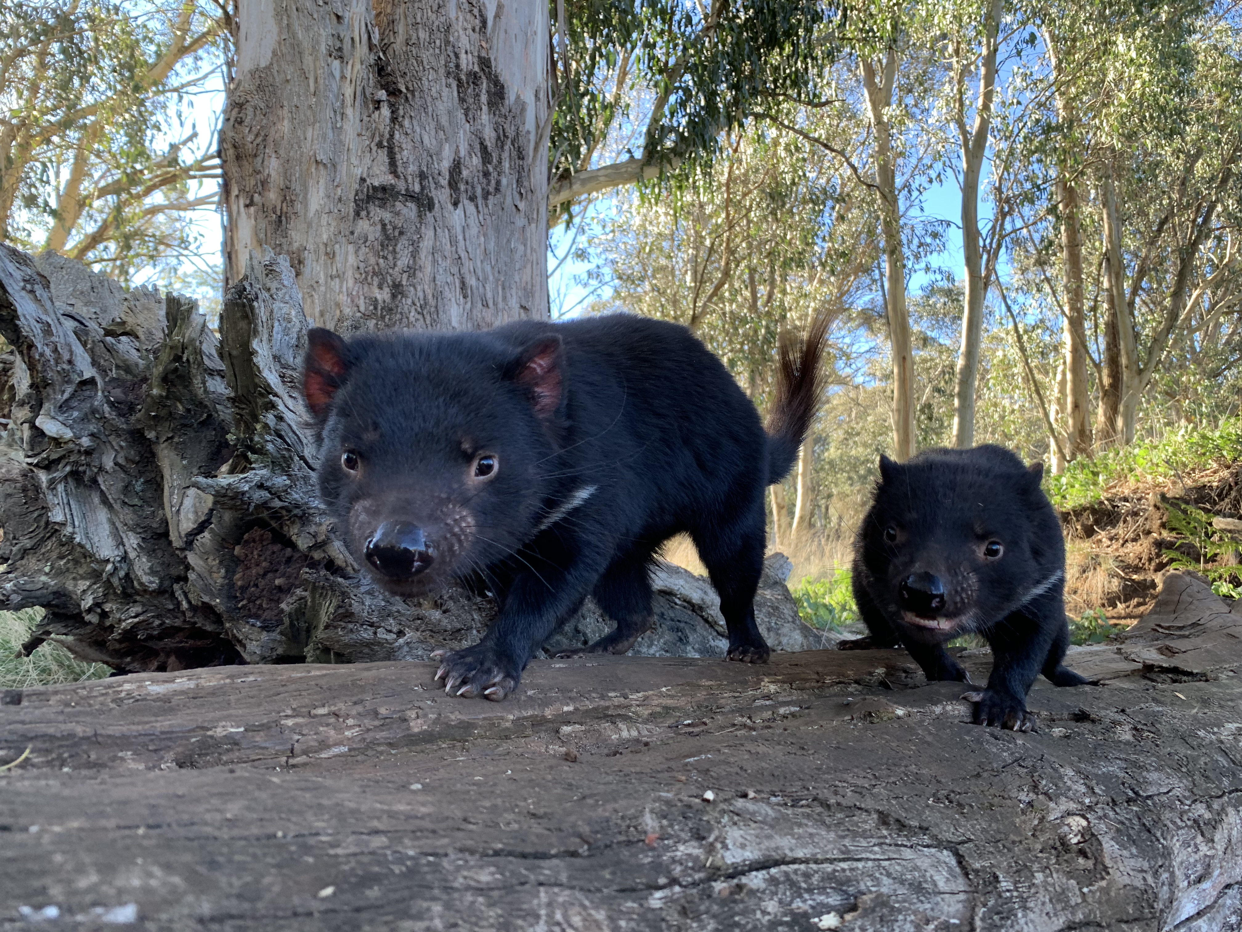 First Tasmanian devil to return to the wilds of mainland Australia ...