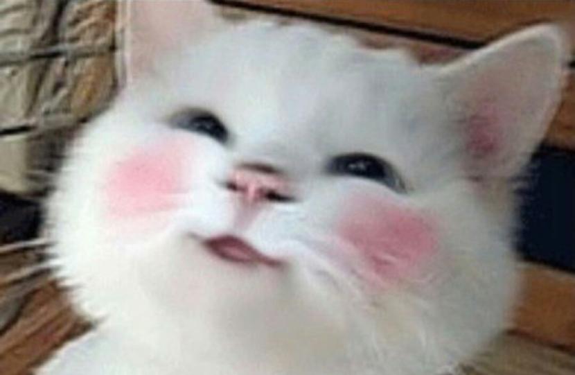 a9kNlcedFW4.jpg?width=830&height=542