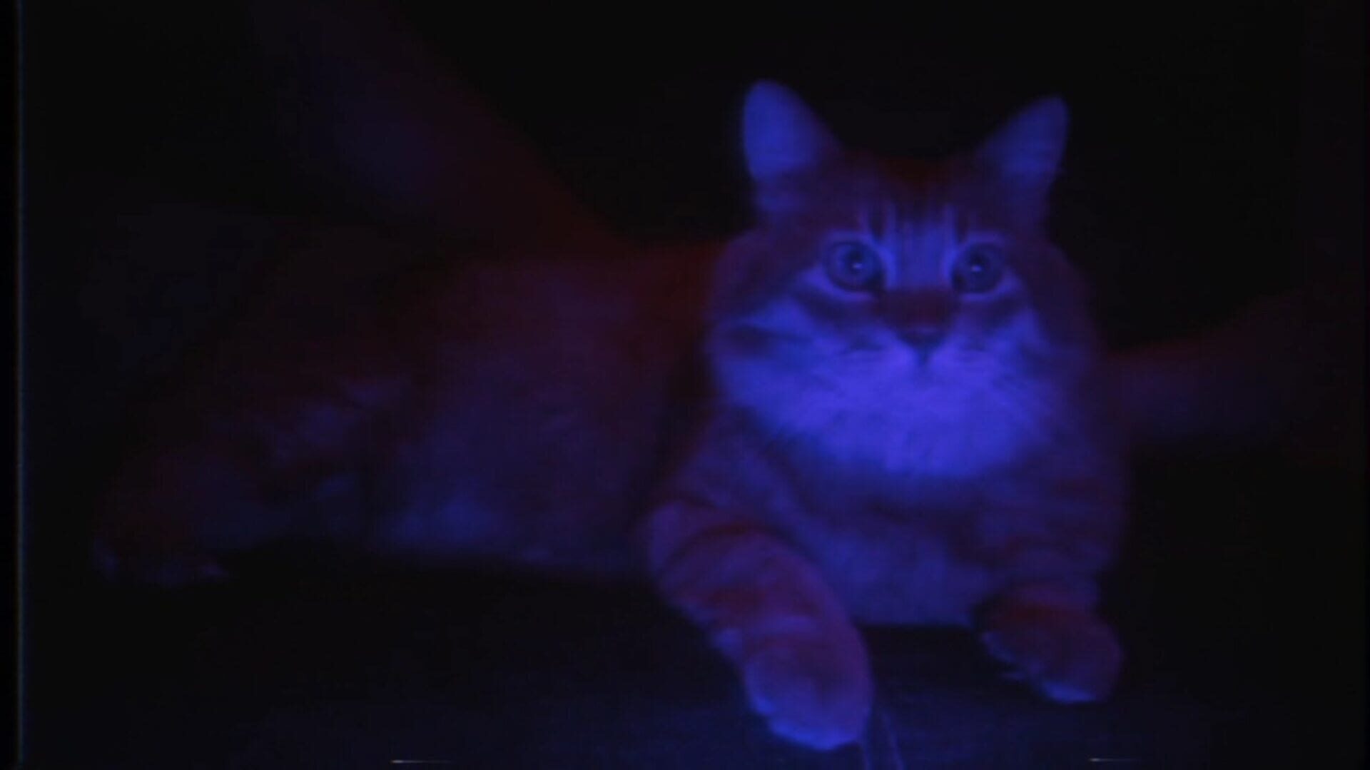 PUSS! screenshot 6