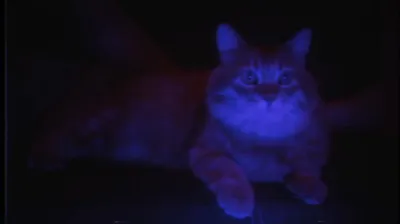 PUSS! screenshot 6