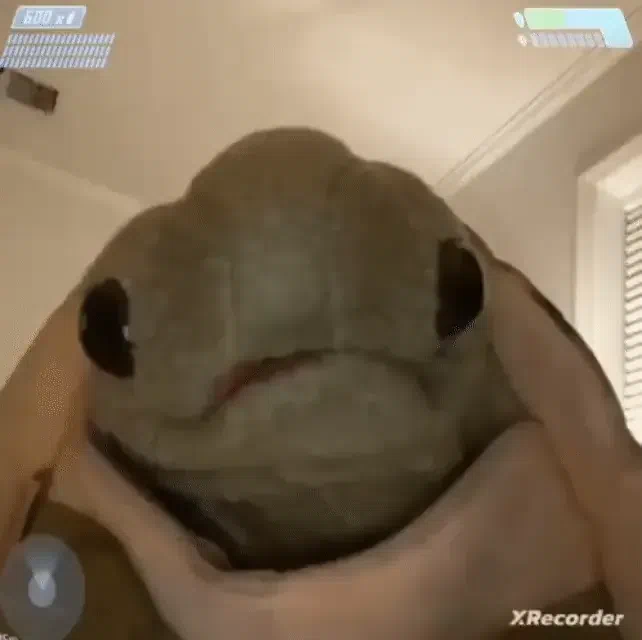 suprise tortle