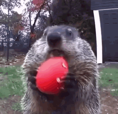groundhog-groundhog-eating.gif