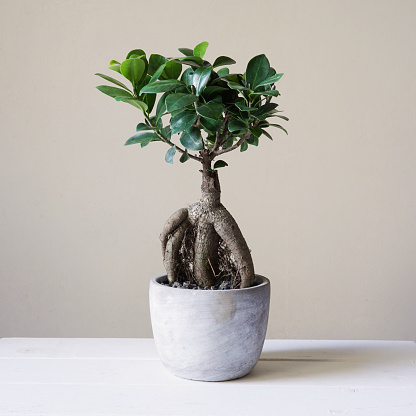 bonsai-ginseng-or-ficus-retusa-picture-id599497284