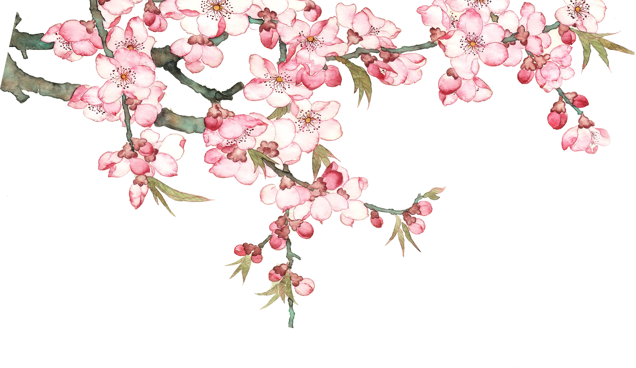 [Image: 54436-watercolor-blossom-tree-pixel-peac...d-free.png]