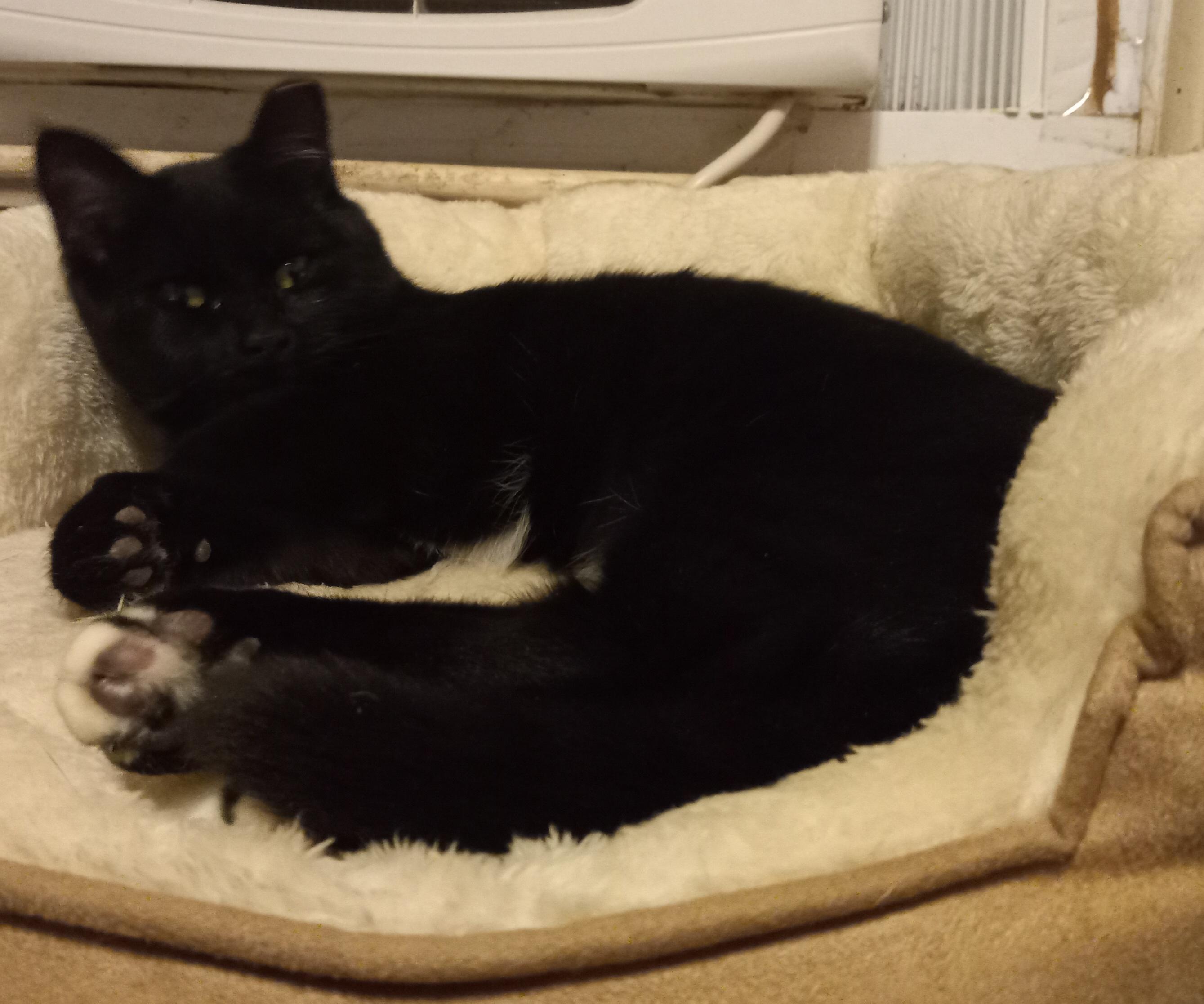 Embedded image