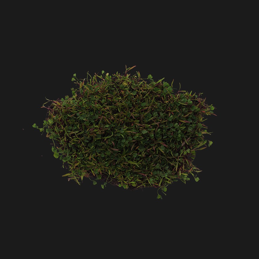 Quixel Riverbed Growth