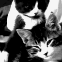/partycats icon
