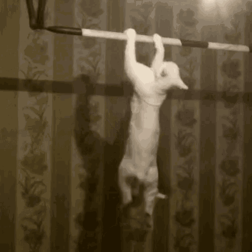 cat-exercise.gif