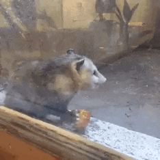 G82UKmNWEAA1Z1L.gif?width=293&height=293