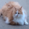 Footer icon