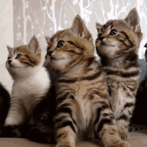 KCDo.gif