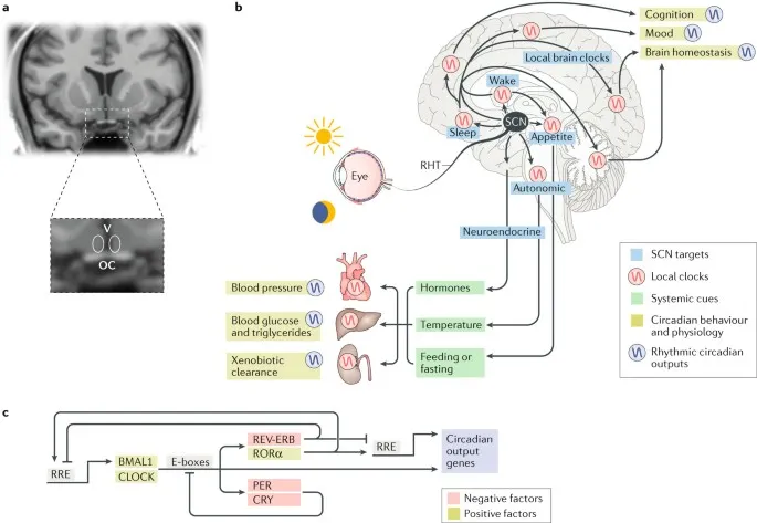 Diagram of circadian cycles in the brain